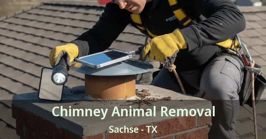 Chimney Animal Removal Sachse - TX Chimney Animal Removal Sachse - TX